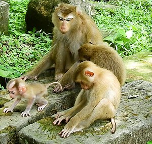 7.6K views · 403 reactions | Wow, Luna, Lucie and Rainbow are Sleepy have Theirs Naps but not Baby Luno He Keep Moving, | Story History | Facebook