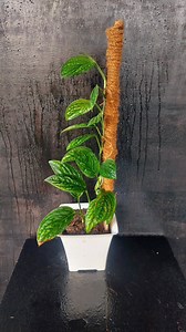 31K views · 669 reactions | Is your Monstera Peru feeling droopy and out of control? Don't spend a fortune on a fancy moss pole! This easy DIY support uses everyday items to give your Monstera the climb it craves! Watch the full tutorial and unleash your inner plant parent! #monsteradeals #monsteraperu #plantparenthack #diyprojects #plantlife #urbanjungle #junglevibes #plantsofinstagram #diyplantcare | Flower lovers | Facebook