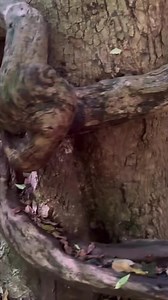 19 reactions | Many have seen two beautiful carpet pythons shedding...