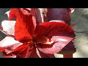 Care and propagation of Acalypha (copperleaf) plant