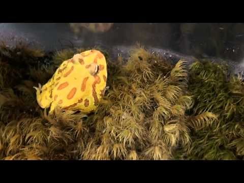 Buy Pacman Frogs & Fantasy Frogs - For Sale With Same Day Shipping