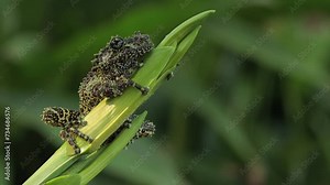 Theloderma corticale (Vietnamese mossy frog) sitting on bud leaves, moss tree frog camouflage on leaves, mossy tree frog on leaves