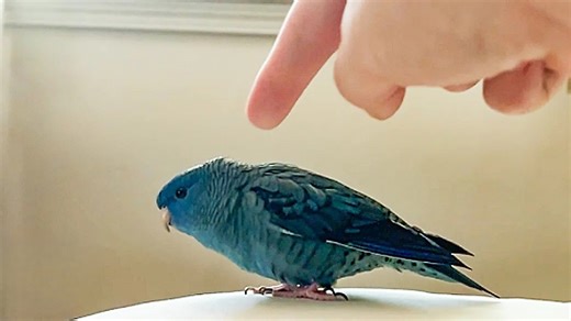 He expected a peaceful pet - instead he got a feathered best friend