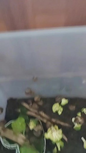 Exploring Snails: A Close-Up View of Nature's Slow Movers