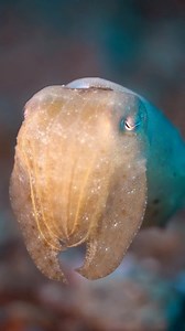 23K views · 1.3K reactions |  Wow very beautiful cuddlefish #sea #ocean #nature | Yaya Sosyalera | Facebook