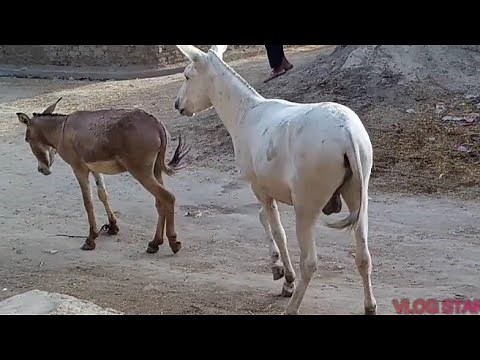 little Donkey mating big donkey