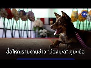 สื่อใหญ่รายงานเรื่องราว “น้องมะลิ” ลูกสุนัขภูมะเขือ