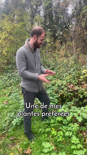 La berce commune se trouve tout l'hiver et c'est un régal ! 😍🌿 #cueillettesauvage #bercecommune #paris #plantessauvagescomestibles | Le Chemin de la Nature