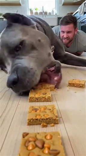 I Challenged My Dog to a Food Race… BIG Mistake! 🤣 #dogs #food #challenge