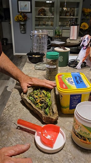 Feeding baby rhino iguanas (cyclura cornuta). Woodys method | Vinzant Tropicals