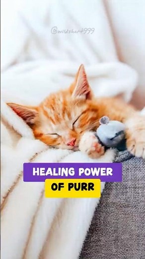 Cats Don’t Just Purr When Happy 😺 | Surprising Cat Fact