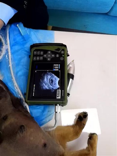 Ultrasound Scanner S1 - VET for Veterinary Use