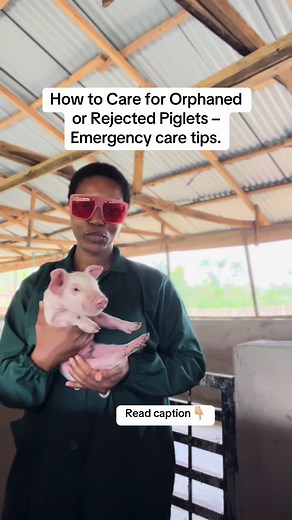 How to Care for Orphaned or Rejected Piglets