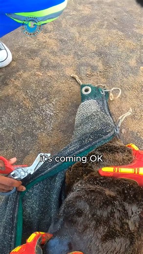 260K views · 10K reactions | Seal Saved from Nearly Invisible...