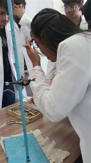 frogy morning 🥹🩺The experience began with the frog(nerve system, spinal cord etc )