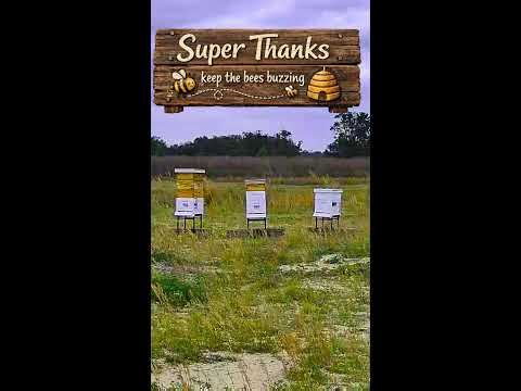 Honey Bee Hives *LIVE*