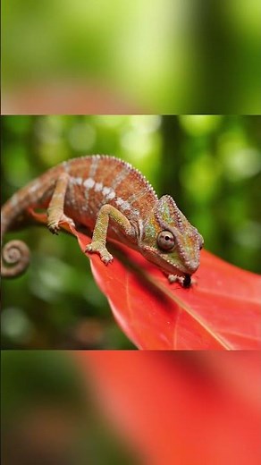 Color-Changing Chameleon on Jungle Leaf | Nature in Stunning 4K 🦎🍃