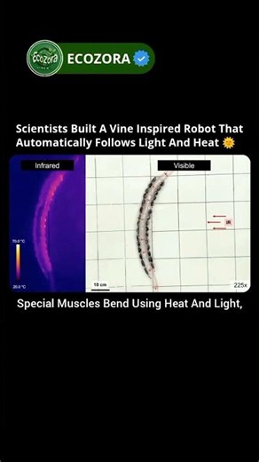 This Robot Vine Crawls Toward Light On Its Own #robotics #softrobotics #virel #natureinspired