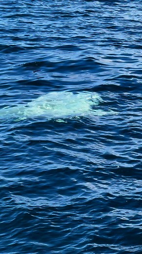 Happy Mola mola Monday! 🐠☀️🐠☀️🐠 The ocean sunfish (Mola mola), also known as the common mola, is the world’s heaviest bony fish. These mysterious creatures can grow to 14 feet long and weigh up to 5,000 pounds. They have a unique shape, small mouths relative to their body size, and fused teeth that form a plate in each jaw. They eat mainly jellies and other gelatinous zooplankton, but also consume squid, fish, crustaceans, and algae. These interesting creatures love to sunbathe too! 🎥 @ocean