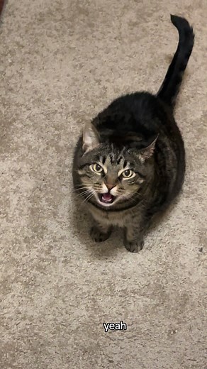 Understanding Cat Behavior: Signs of Cat Annoyance