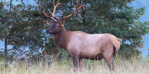 Best places to see elk in Great Smoky Mountains National Park