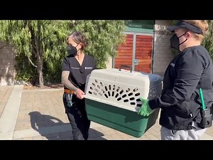 Adorable Orphan Mountain Lion Cubs Rescued by Oakland Zoo