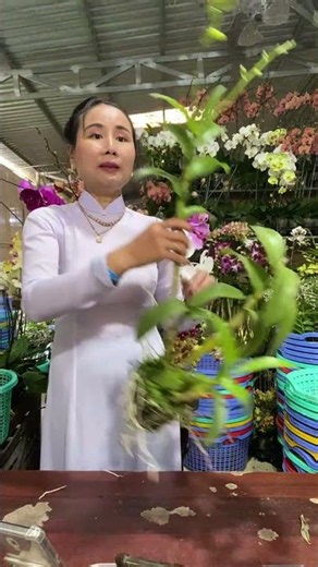 (Tham Khảo Mặt Hoa ) Hotline:090.317.7978 ☎️☎️