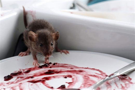 Roaches, old chicken wings, mouse poop, dirty celery at Wichita KS restaurants