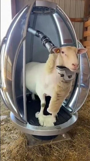 Sheep Shearing… But Make It Fully Automated🐑