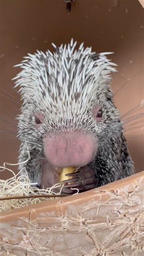 17K views · 514 reactions | Meet our newest adorable resident Alfonso! 溺Species: Alfonso is a prehensile-tailed porcupine Favorite snack: He’s a BIG fan of Sweet Potato  Favorite spot in his habitat: He loves sleeping in his hanging hide, so guests may spot his little tail hanging out. He is arboreal so it’s very natural for him to be up high! 凉Cuteness rating: 1000/10 | Naples Zoo at Caribbean Gardens | Facebook
