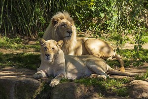 National Zoo and Aquarium in Canberra, Australia