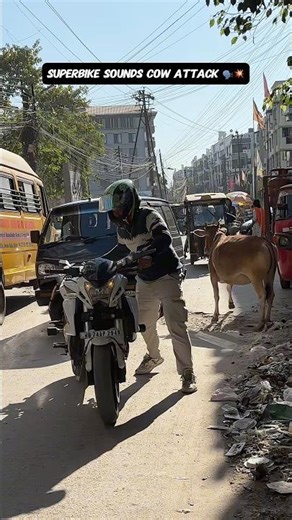 Cows Are Getting More Aggressive — Here's Why