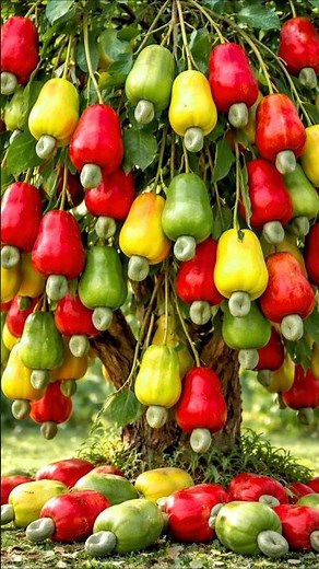 Easy and fast method to propagate and grow cashew fruit trees #garden #farm #fruits