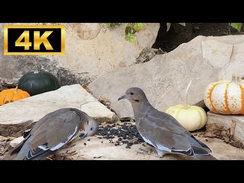 4K Cat TV 😻 | Birds for Cats to Watch with Relaxing Nature Sounds