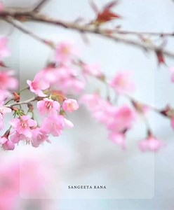 106K views · 8.7K reactions | The power of positive visualization… | Thoughtfultable.com | Facebook