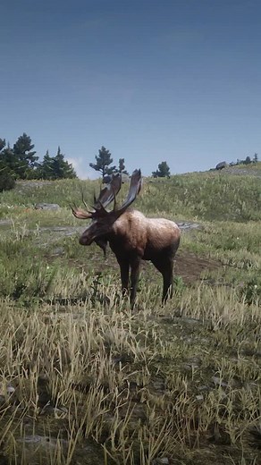 Onde encontrar o Alce Comum e Alce Lendário - Red Dead Redemption 2 #rdr2 #reddeadredemption2 #gameplay #gamer #games #playstation #xbox #gta | BabyFlame