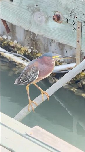 Meet the Green Heron – One of Florida’s Most Clever Birds