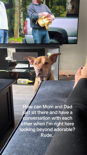 Jenn Jmp (@jenn.jmp)’s videos with original sound - Sang Kucing