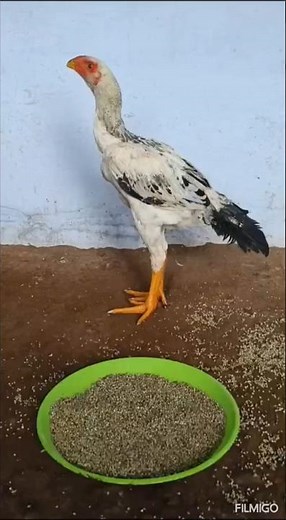 kattamukku Noolan seval shortnose aseel male #aseel #aseelmurga #ayam #chicken #rooster