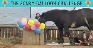 140 reactions · 60 shares | THE SCARY BALLOON CHALLENGE  Every few months in the Horse Tricks Academy we run a Challenge. Last month the Challenge was to teach our horses to touch and pop balloons.  Balloons can be super scary for most horses  but these members were able to teach their horses to approach, touch, walk over, and pop balloons! Well done everyone!!    You are all stars!! 朗  | Horse Tricks 101 | Facebook