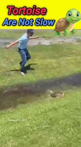 60K views · 1.1K reactions | Tortoise are not slow as you heard in stories  #turtle #tortoise #wildlife #animals #facts #entertainment | Shopping DEALS | Facebook