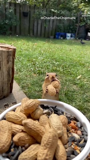 Charlie! #chipmunk #wildlife #fyp #cute