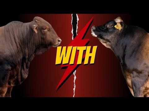 "Beefmaster x Jersey: The Perfect Crossbreed for Profitable Meat & Milk Production"