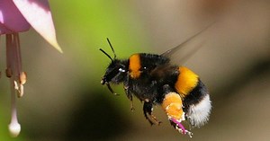 Le bourdon, un insecte qui souffre de nombreuses idées reçues
