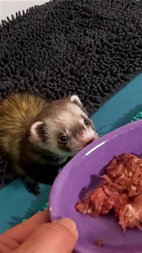 The Trick to Get Ferrets Eating Raw