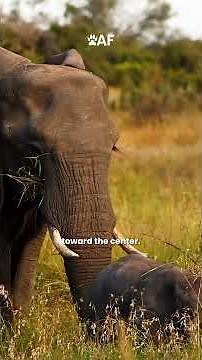 Incredible African Bush Elephant Facts in 1 Minutes