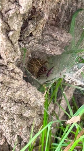 A spider trapping a box elder bug