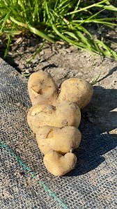 💛 Ensimmäiset varhaisperunat nostettu! 🥔 Vielä eilen ne kasvoivat pellossa – ja nyt ne matkalla suoraan teille💚 #varhaisperuna #perunat #kesäsato #tuoretasuoraanmaasta #finnishfarm #localfood #sustainableliving #viljelyiloa #satokausi #laatikkotoimitus #livonsaarenosuuspuutarha #albertinpuutarha | Livonsaaren osuuspuutarha