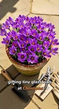 💰 This $5,000/lb Flower Grows in Your Backyard! Saffron Crocus Secret Revealed