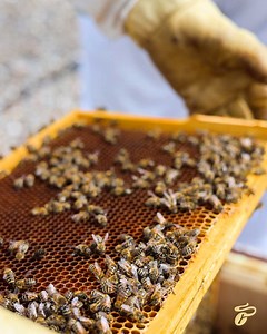 77K views · 325 reactions | Übersee Honig  Wusstest du, dass auf den Dächern von der Tchibo Zentrale 500.000 kleine Mitbewohner leben?  Wir nehmen dich mit auf unser Dach unserer Hamburger Zentrale und zeigen dir die Bienenstöcke! Also sei gespannt! 朗 | Tchibo | Facebook